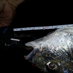 20数年振り。。。